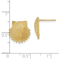 14K Beaded Scallop Shell Post Earrings-TE767