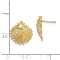 14K Scallop Shell Post Earrings-TE779