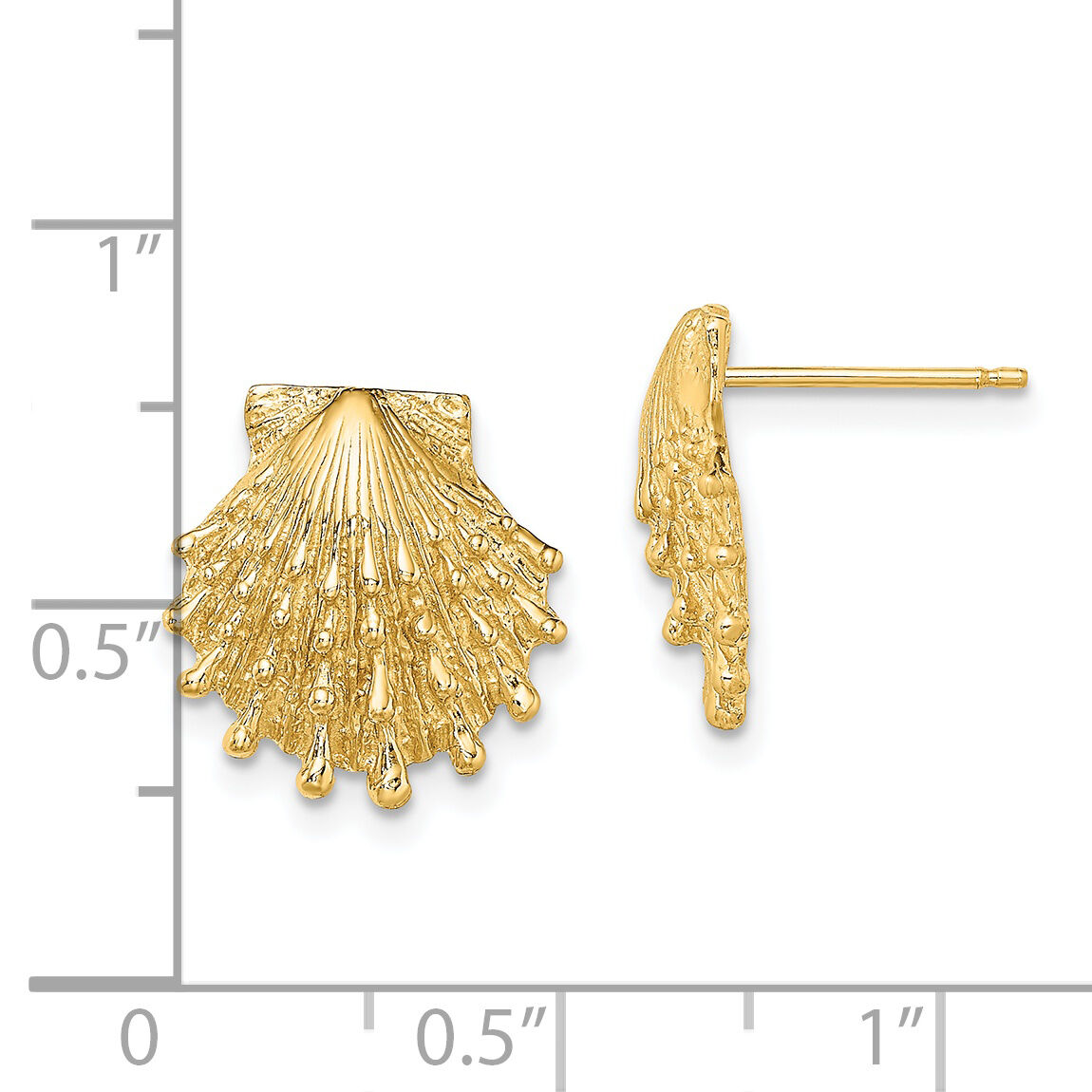 14K Lion's Paw Shell Post Earrings-TE831