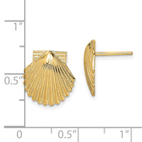 14K 2-D Polished Scallop Shell Post Earrings-TE839